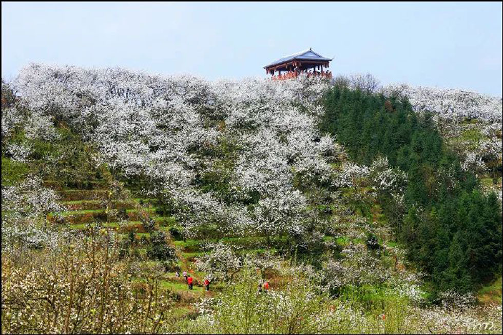【春天，广西桂林灌阳县向您发出邀请！】我们在灌阳看梨花 - 游山玩水 - 图木舒克生活社区 - 图木舒克28生活网 tmsk.28life.net