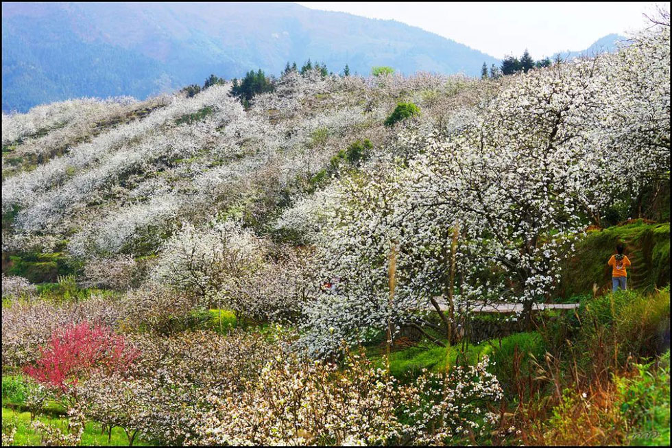 【春天，广西桂林灌阳县向您发出邀请！】我们在灌阳看梨花 - 游山玩水 - 图木舒克生活社区 - 图木舒克28生活网 tmsk.28life.net