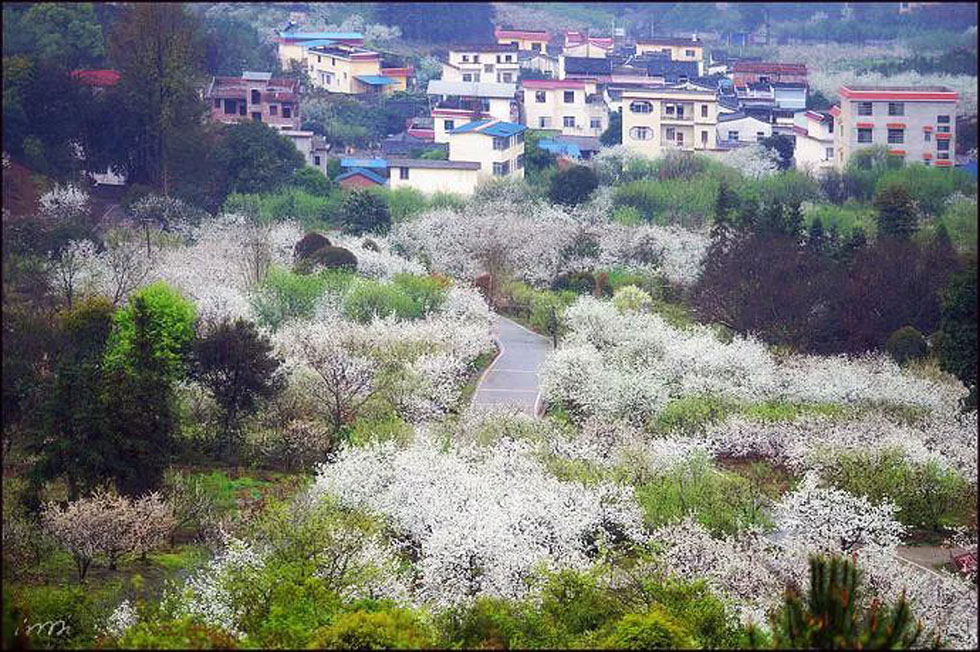【春天，广西桂林灌阳县向您发出邀请！】我们在灌阳看梨花 - 游山玩水 - 图木舒克生活社区 - 图木舒克28生活网 tmsk.28life.net