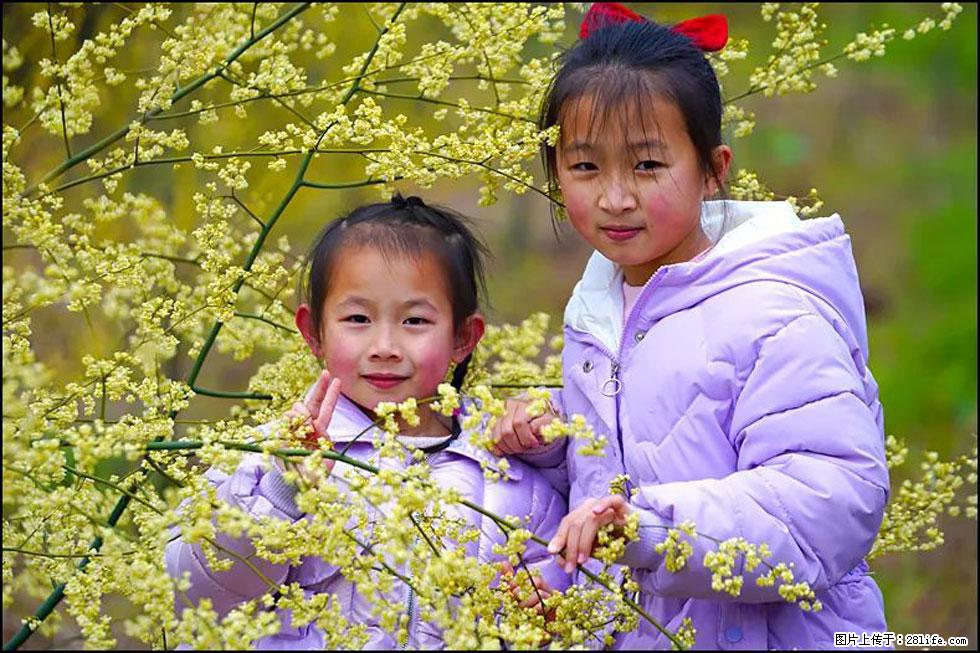【春天，广西桂林灌阳县向您发出邀请！】米珠山前有片山苍子花在飘香 - 游山玩水 - 图木舒克生活社区 - 图木舒克28生活网 tmsk.28life.net