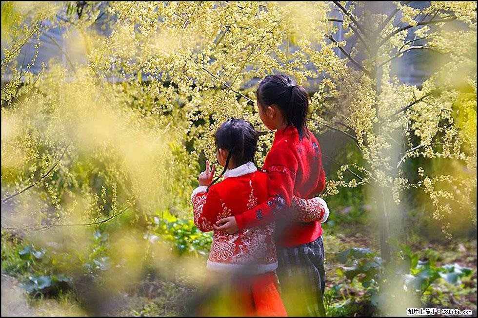 【春天，广西桂林灌阳县向您发出邀请！】米珠山前有片山苍子花在飘香 - 游山玩水 - 图木舒克生活社区 - 图木舒克28生活网 tmsk.28life.net