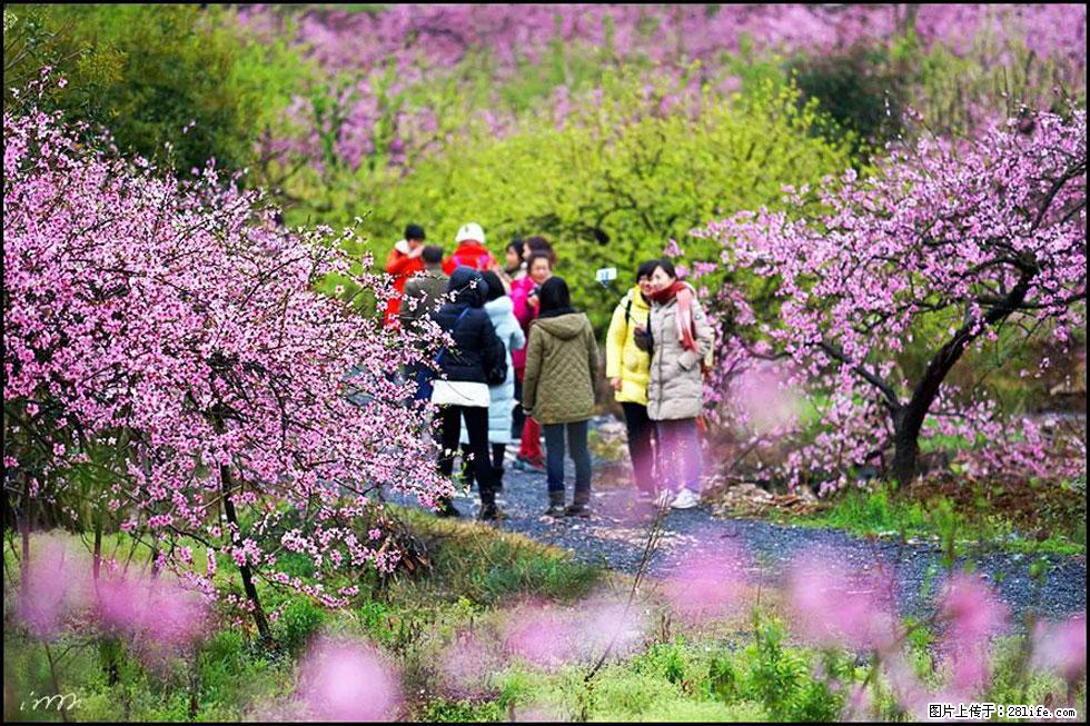 【春天，广西桂林灌阳县向您发出邀请！】官庄村有个醉美的桃花园 - 游山玩水 - 图木舒克生活社区 - 图木舒克28生活网 tmsk.28life.net