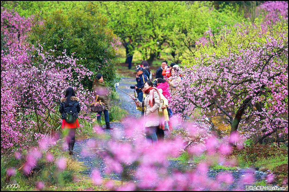 【春天，广西桂林灌阳县向您发出邀请！】官庄村有个醉美的桃花园 - 游山玩水 - 图木舒克生活社区 - 图木舒克28生活网 tmsk.28life.net