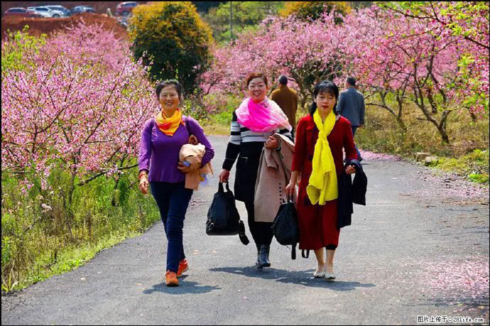 【春天，广西桂林灌阳县向您发出邀请！】官庄村有个醉美的桃花园 - 游山玩水 - 图木舒克生活社区 - 图木舒克28生活网 tmsk.28life.net