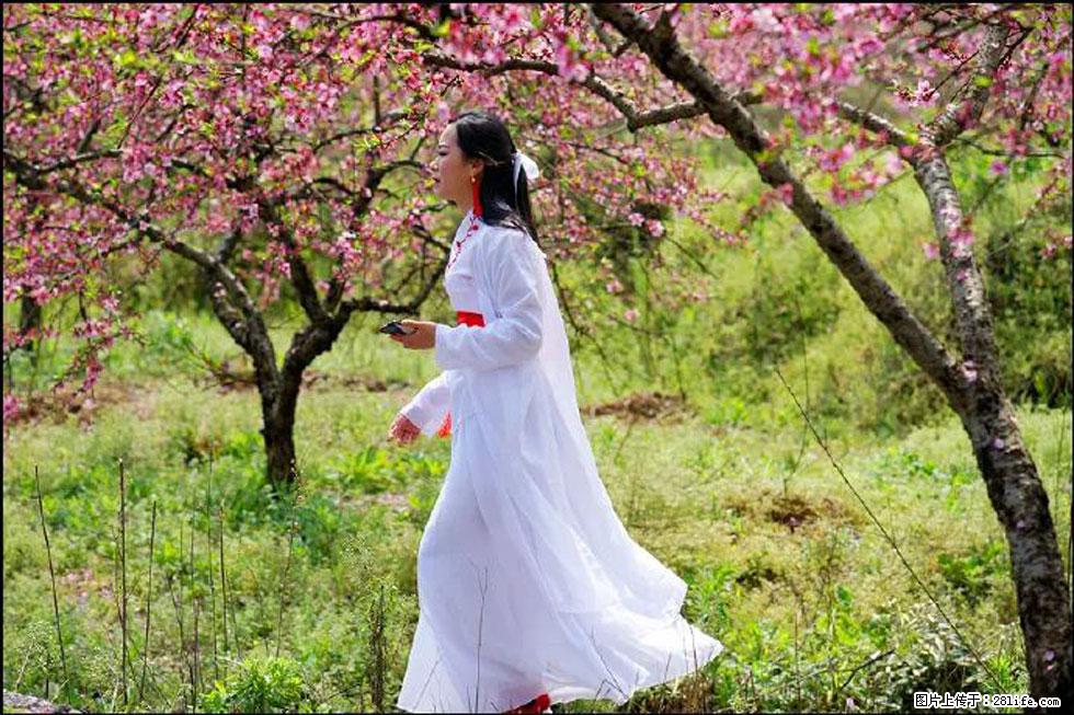 【春天，广西桂林灌阳县向您发出邀请！】官庄村有个醉美的桃花园 - 游山玩水 - 图木舒克生活社区 - 图木舒克28生活网 tmsk.28life.net