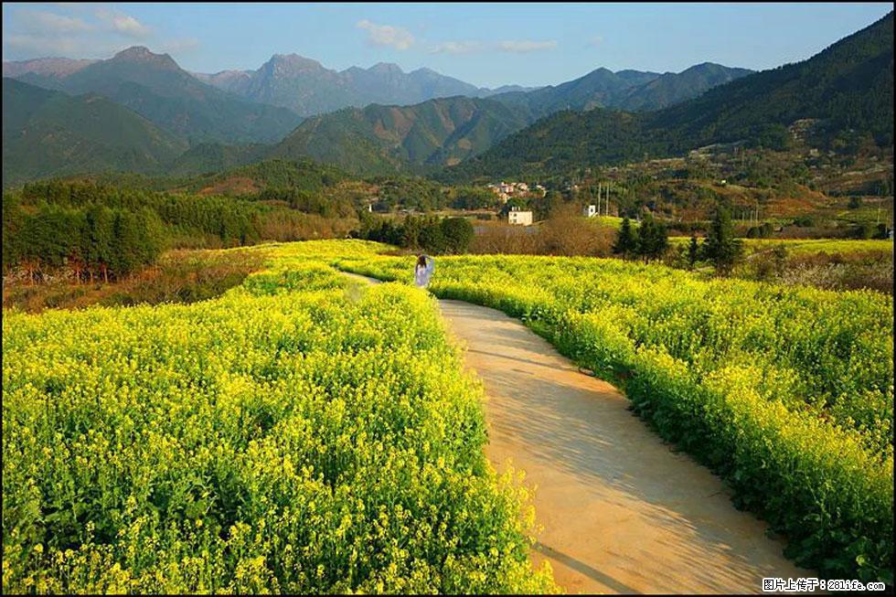 【春天，广西桂林灌阳县向您发出邀请！】长坪村油菜盛情花开 - 游山玩水 - 图木舒克生活社区 - 图木舒克28生活网 tmsk.28life.net