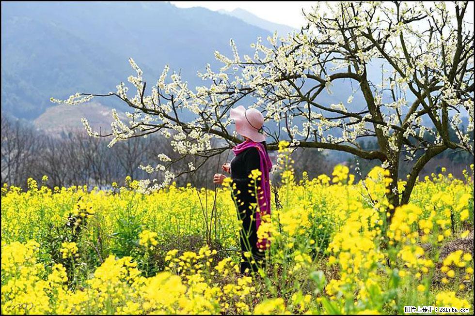 【春天，广西桂林灌阳县向您发出邀请！】长坪村油菜盛情花开 - 游山玩水 - 图木舒克生活社区 - 图木舒克28生活网 tmsk.28life.net