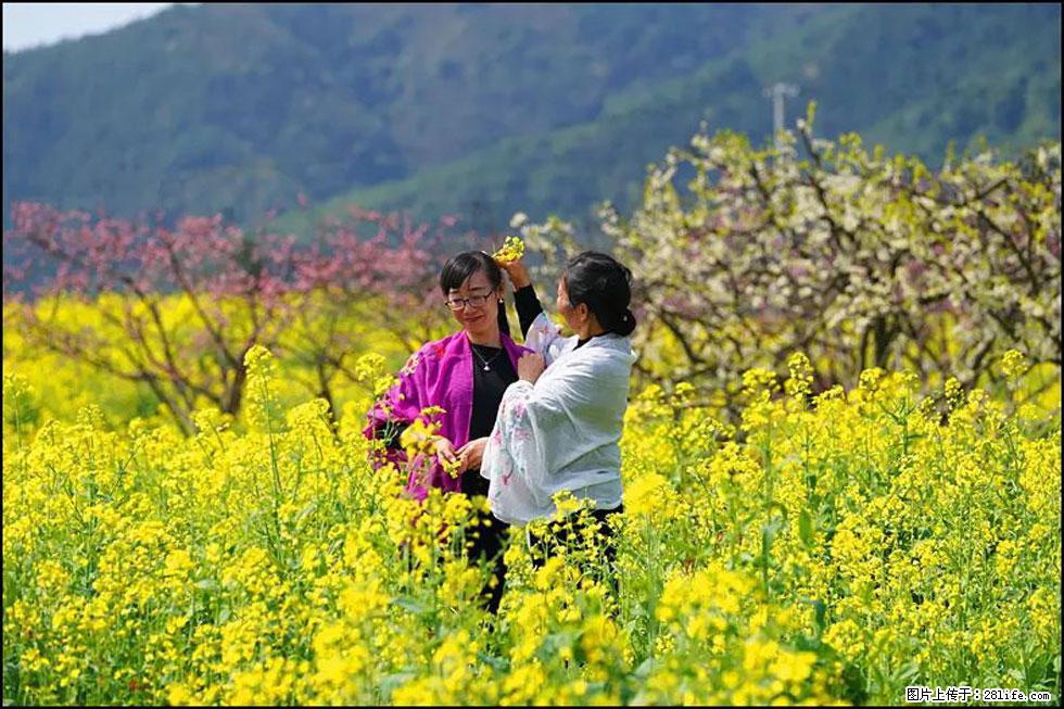 【春天，广西桂林灌阳县向您发出邀请！】长坪村油菜盛情花开 - 游山玩水 - 图木舒克生活社区 - 图木舒克28生活网 tmsk.28life.net