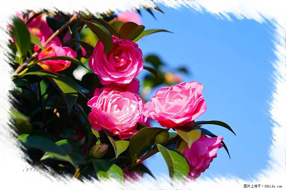 【春天，广西桂林灌阳县向您发出邀请！】杨柳井茶花惹人爱 - 游山玩水 - 图木舒克生活社区 - 图木舒克28生活网 tmsk.28life.net