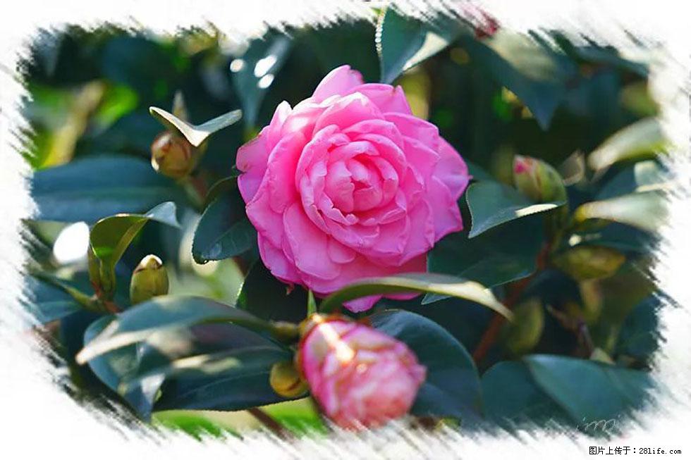 【春天，广西桂林灌阳县向您发出邀请！】杨柳井茶花惹人爱 - 游山玩水 - 图木舒克生活社区 - 图木舒克28生活网 tmsk.28life.net