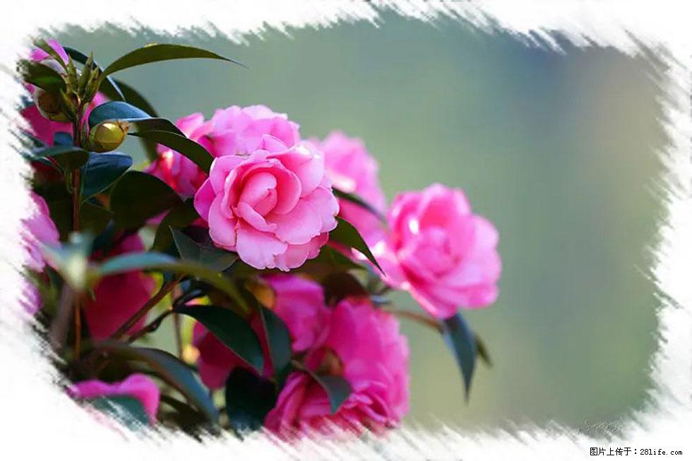 【春天，广西桂林灌阳县向您发出邀请！】杨柳井茶花惹人爱 - 游山玩水 - 图木舒克生活社区 - 图木舒克28生活网 tmsk.28life.net