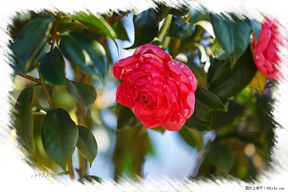 【春天，广西桂林灌阳县向您发出邀请！】杨柳井茶花惹人爱 - 游山玩水 - 图木舒克生活社区 - 图木舒克28生活网 tmsk.28life.net
