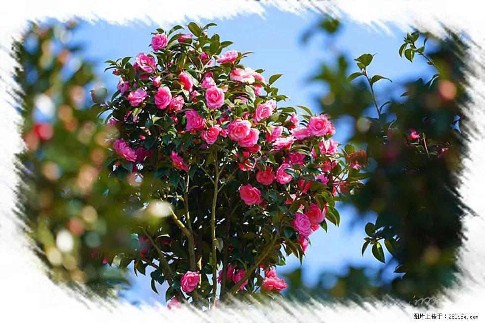 【春天，广西桂林灌阳县向您发出邀请！】杨柳井茶花惹人爱 - 游山玩水 - 图木舒克生活社区 - 图木舒克28生活网 tmsk.28life.net