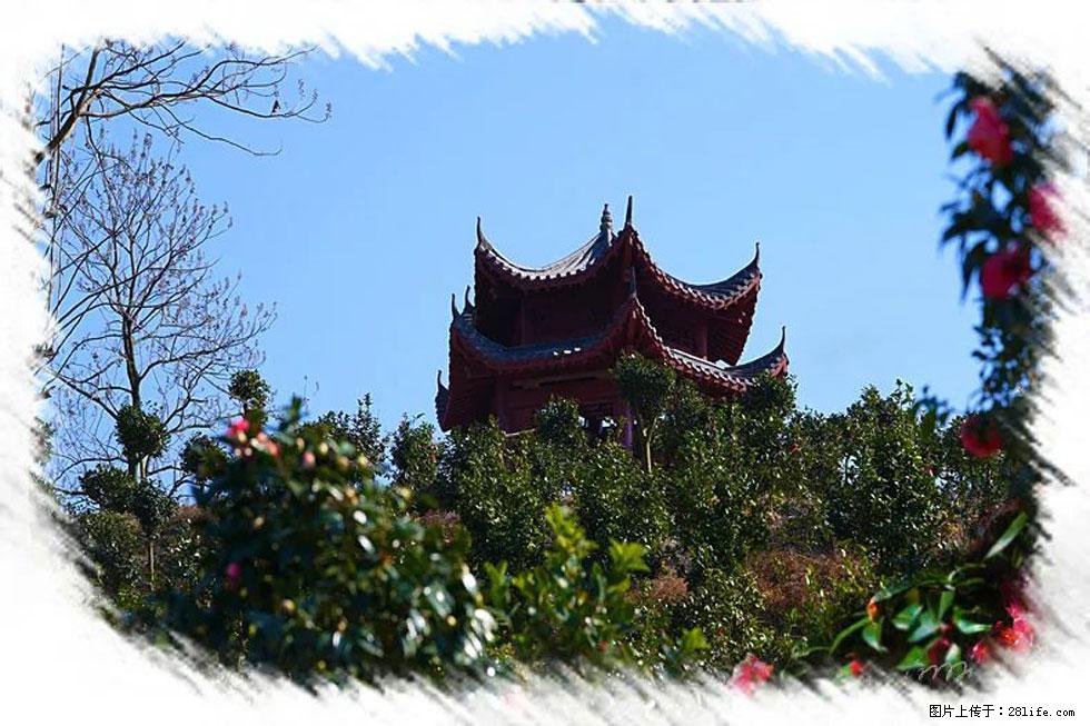 【春天，广西桂林灌阳县向您发出邀请！】杨柳井茶花惹人爱 - 游山玩水 - 图木舒克生活社区 - 图木舒克28生活网 tmsk.28life.net