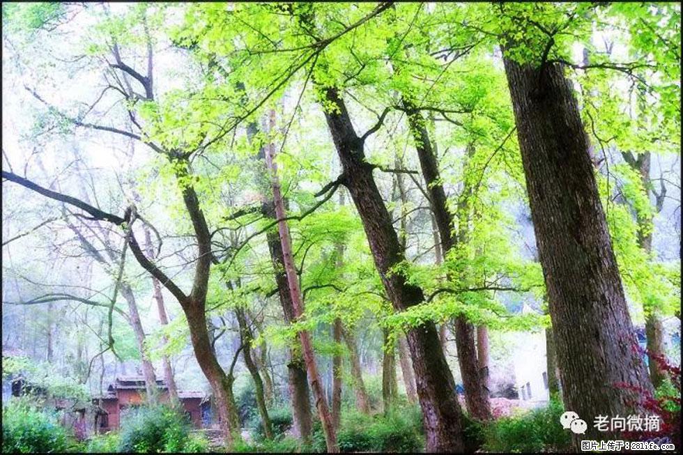 【春天，广西桂林灌阳县向您发出邀请！】在小龙村与春天约会 - 游山玩水 - 图木舒克生活社区 - 图木舒克28生活网 tmsk.28life.net
