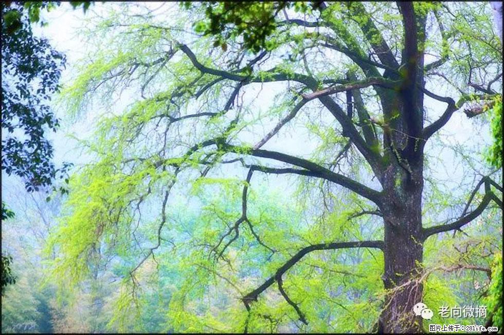 【春天，广西桂林灌阳县向您发出邀请！】在小龙村与春天约会 - 游山玩水 - 图木舒克生活社区 - 图木舒克28生活网 tmsk.28life.net
