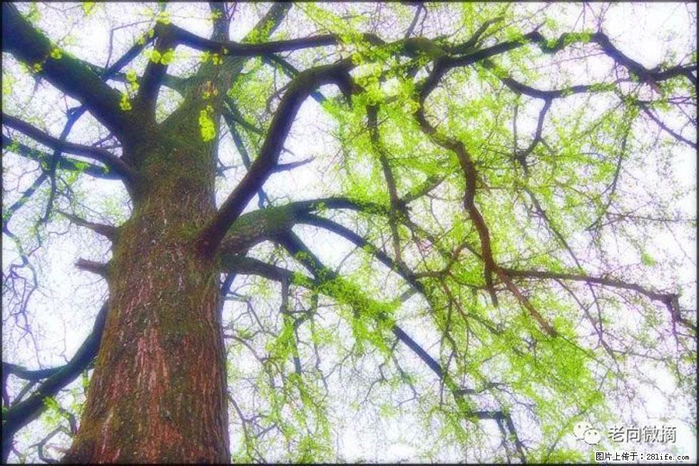 【春天，广西桂林灌阳县向您发出邀请！】在小龙村与春天约会 - 游山玩水 - 图木舒克生活社区 - 图木舒克28生活网 tmsk.28life.net