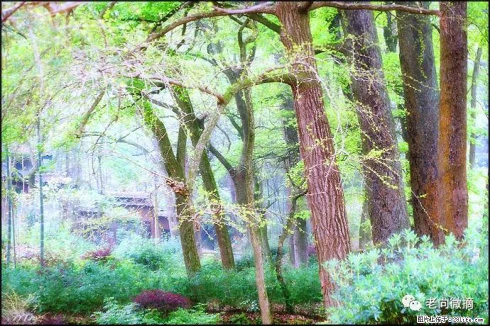 【春天，广西桂林灌阳县向您发出邀请！】在小龙村与春天约会 - 游山玩水 - 图木舒克生活社区 - 图木舒克28生活网 tmsk.28life.net