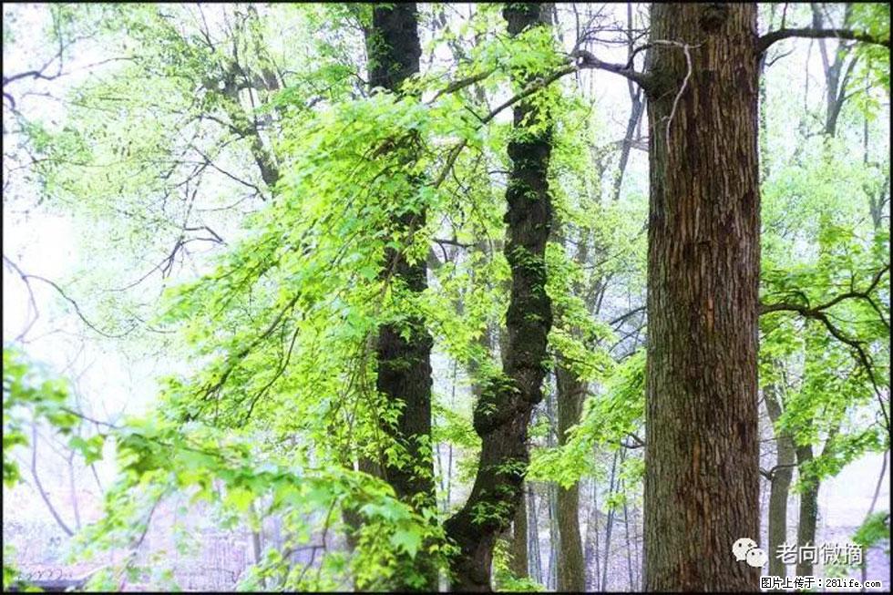 【春天，广西桂林灌阳县向您发出邀请！】在小龙村与春天约会 - 游山玩水 - 图木舒克生活社区 - 图木舒克28生活网 tmsk.28life.net