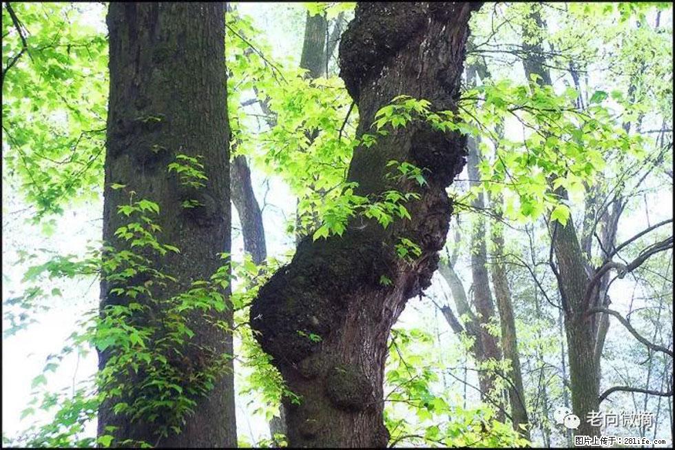 【春天，广西桂林灌阳县向您发出邀请！】在小龙村与春天约会 - 游山玩水 - 图木舒克生活社区 - 图木舒克28生活网 tmsk.28life.net