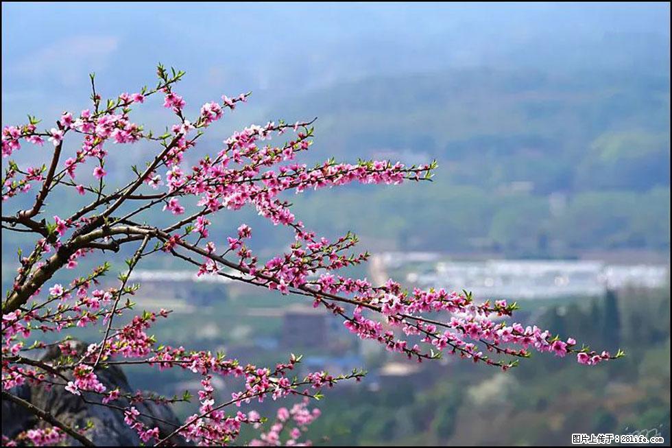 【春天，广西桂林灌阳县向您发出邀请！】望月岭上桃花开 - 游山玩水 - 图木舒克生活社区 - 图木舒克28生活网 tmsk.28life.net