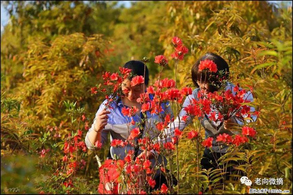 【春天，广西桂林灌阳县向您发出邀请！】登麒麟山，相约映山红 - 游山玩水 - 图木舒克生活社区 - 图木舒克28生活网 tmsk.28life.net