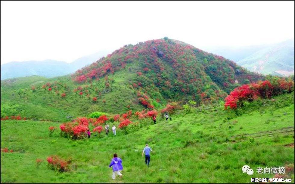 【春天，广西桂林灌阳县向您发出邀请！】宝盖山上映山红 - 游山玩水 - 图木舒克生活社区 - 图木舒克28生活网 tmsk.28life.net