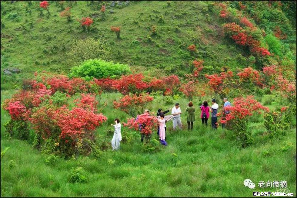【春天，广西桂林灌阳县向您发出邀请！】宝盖山上映山红 - 游山玩水 - 图木舒克生活社区 - 图木舒克28生活网 tmsk.28life.net
