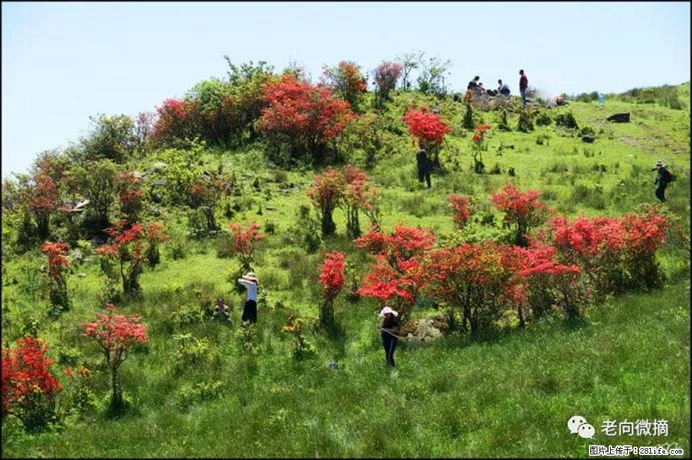 【春天，广西桂林灌阳县向您发出邀请！】宝盖山上映山红 - 游山玩水 - 图木舒克生活社区 - 图木舒克28生活网 tmsk.28life.net