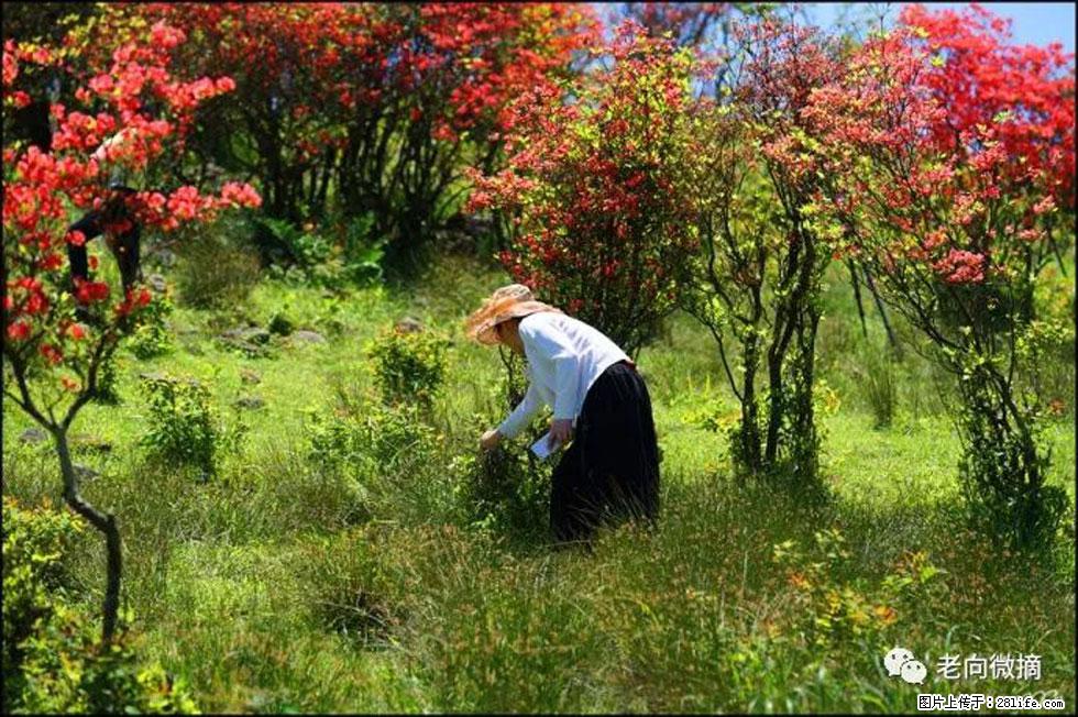【春天，广西桂林灌阳县向您发出邀请！】宝盖山上映山红 - 游山玩水 - 图木舒克生活社区 - 图木舒克28生活网 tmsk.28life.net