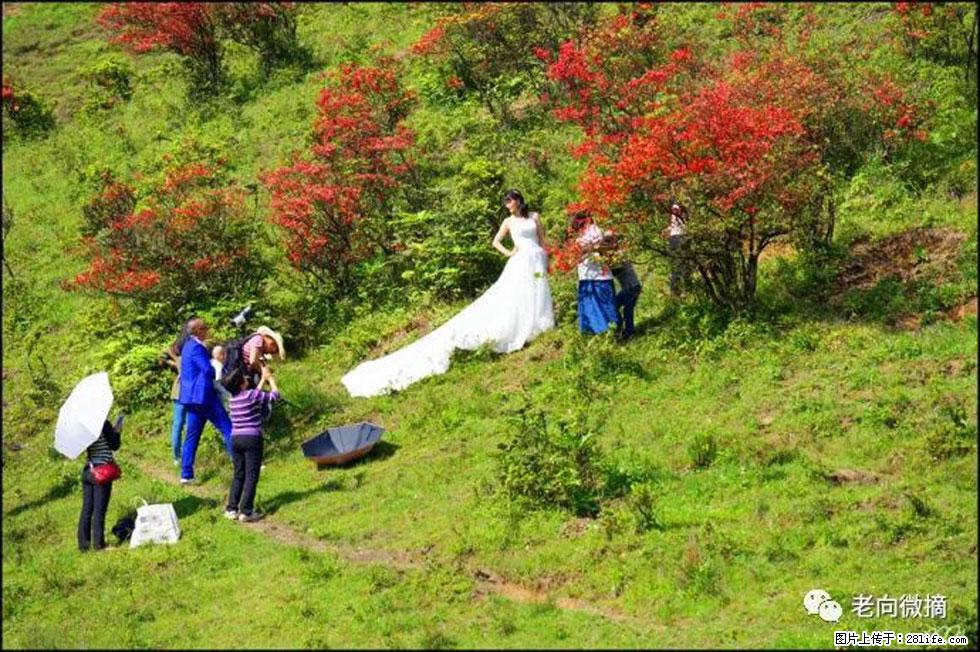 【春天，广西桂林灌阳县向您发出邀请！】宝盖山上映山红 - 游山玩水 - 图木舒克生活社区 - 图木舒克28生活网 tmsk.28life.net