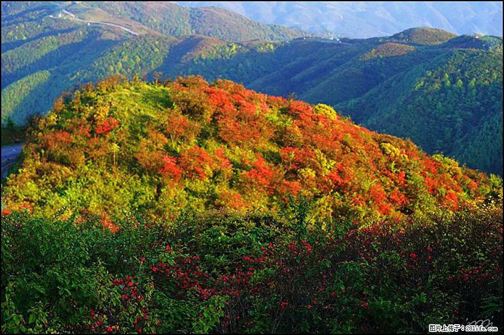 【春天，广西桂林灌阳县向您发出邀请！】春木界上映山红 - 游山玩水 - 图木舒克生活社区 - 图木舒克28生活网 tmsk.28life.net