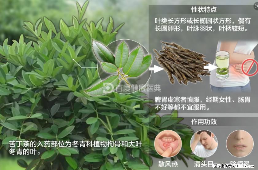 苦丁茶有哪些功效和作用 - 生活百科 - 图木舒克生活社区 - 图木舒克28生活网 tmsk.28life.net