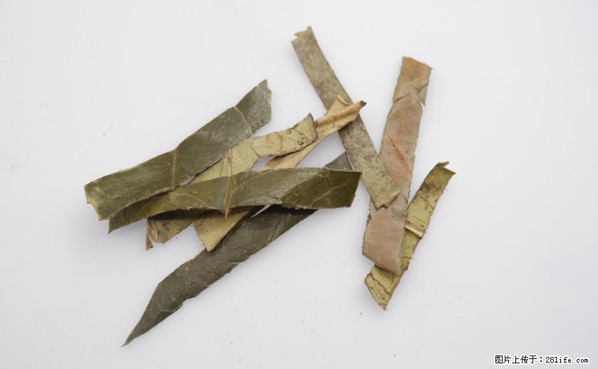 苦丁茶有哪些功效和作用 - 生活百科 - 图木舒克生活社区 - 图木舒克28生活网 tmsk.28life.net