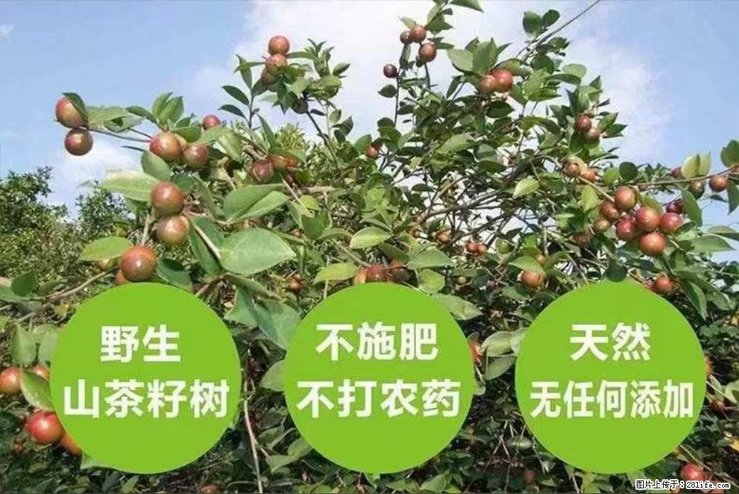 【灌阳县油茶产业示范区】一个有着充实的精神生活的人，对待身外之物自会有一种淡泊的态度 - 美食天地 - 图木舒克生活社区 - 图木舒克28生活网 tmsk.28life.net