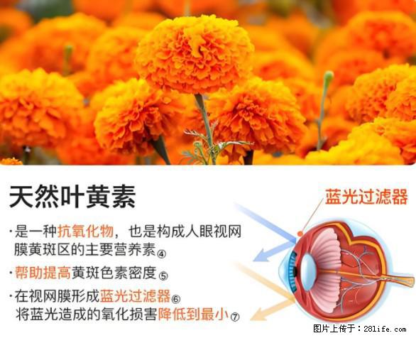 叶黄素有什么功效和作用 - 生活百科 - 图木舒克生活社区 - 图木舒克28生活网 tmsk.28life.net