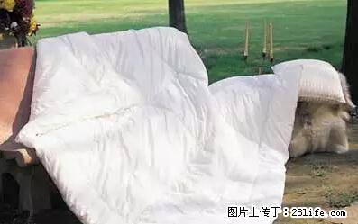 被子有异味？只要这样做，比晒太阳还强100倍！ - 家居生活 - 图木舒克生活社区 - 图木舒克28生活网 tmsk.28life.net