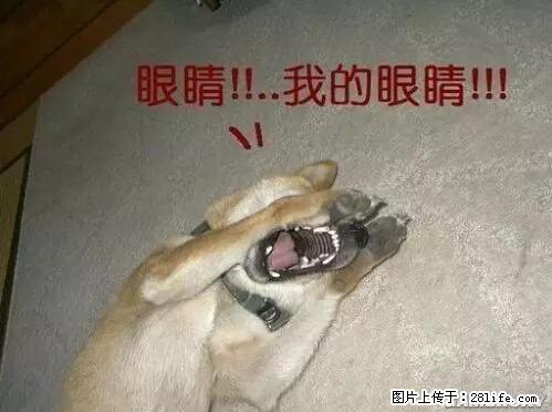笑癫了！一女的怀孕三年未生，他终于忍不住了... - 娱乐八卦 - 图木舒克生活社区 - 图木舒克28生活网 tmsk.28life.net