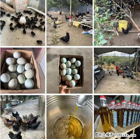 油茶园从小鸡仔开始养起的纯土鸡、土鸡蛋可以预定啦！还有前几天刚榨的纯山茶油哦 - 美食天地 - 图木舒克生活社区 - 图木舒克28生活网 tmsk.28life.net