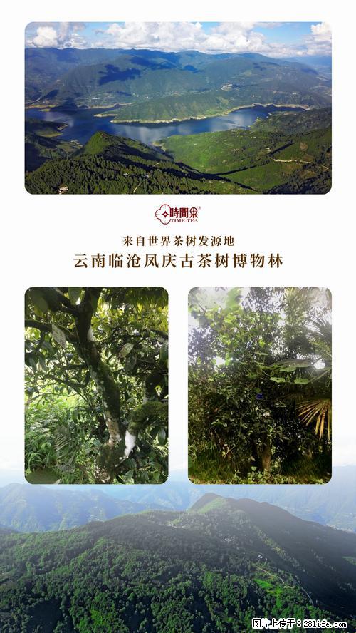 时间果百年古树2025年春红茶 - 购物交流 - 图木舒克生活社区 - 图木舒克28生活网 tmsk.28life.net