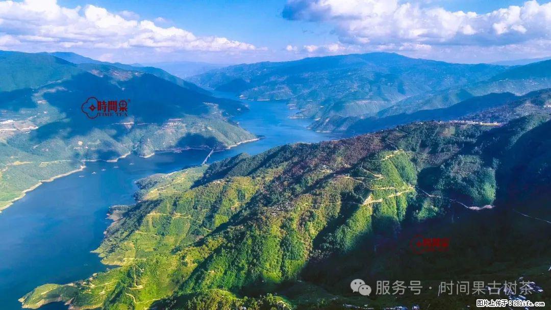 时间果百年古树龙珠普洱生茶 - 购物交流 - 图木舒克生活社区 - 图木舒克28生活网 tmsk.28life.net
