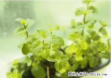 晕车、脚气、牙齿变黄、皮肤粗糙？学会这些三分钟搞定！ - 图木舒克生活资讯 - 图木舒克28生活网 tmsk.28life.net