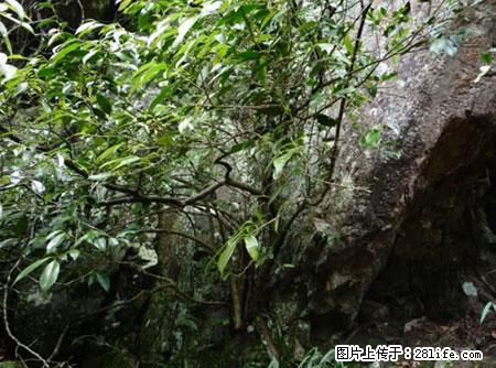 平乐石崖茶，珍贵仅次于金花茶 - 图木舒克生活资讯 - 图木舒克28生活网 tmsk.28life.net