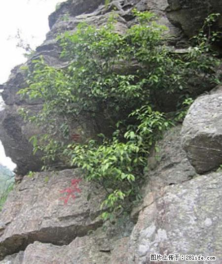 平乐石崖茶，珍贵仅次于金花茶 - 图木舒克生活资讯 - 图木舒克28生活网 tmsk.28life.net