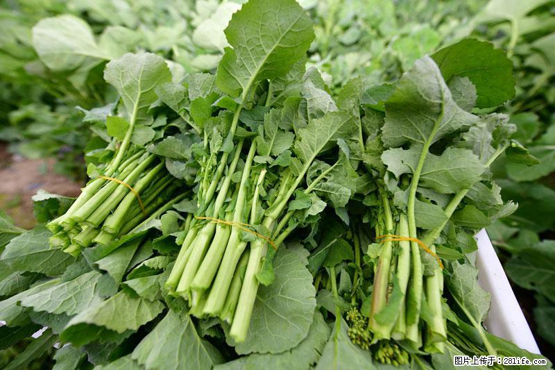 这些蔬菜是“天然钙片”,这6种被医生重点推荐 - 图木舒克生活资讯 - 图木舒克28生活网 tmsk.28life.net